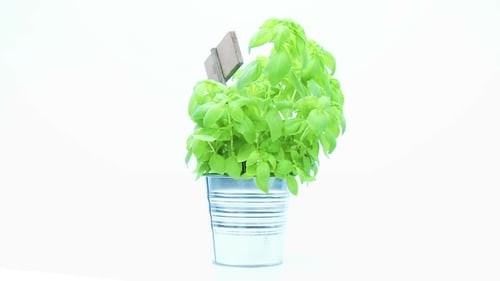 Bright Green Basil Plant in Tin Pot