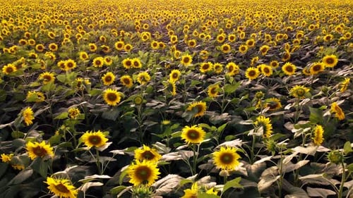 Drohnenflug über Sonnenblumen, die auf einem Sonnenblumenfeld wachsen