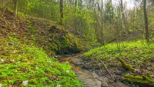 Spring Brook, Time-Lapse with Crane
