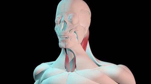 Animated 3D Human Head Anatomy Rotation