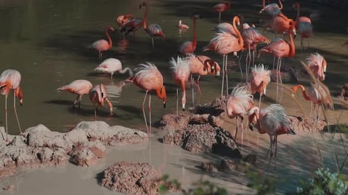 Flock of Flamingoes in Small Lake