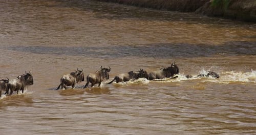 Gnus crossing a river