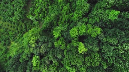 Bosque (4K)