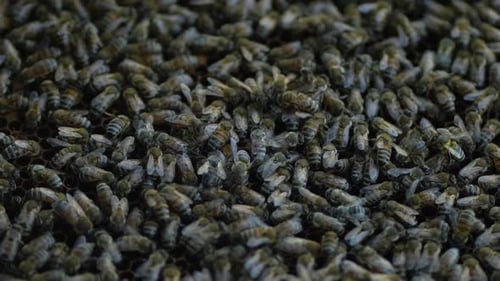 Bees Swarming on Honeycomb Close Up