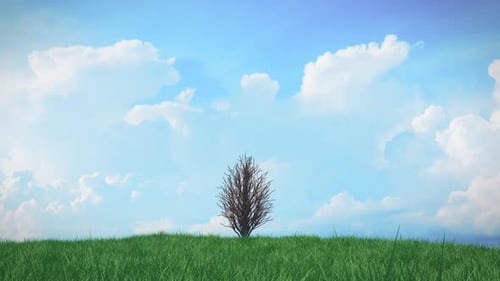 Time Lapse creciendo árbol en una colina