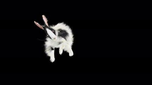 Isolated Black and White Rabbit Moving with Alpha Channel