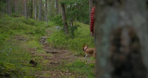 Man and Pet Basenji Dog Have Fun on Forest Walk