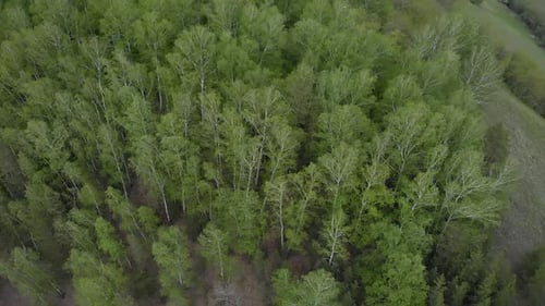 Toller Berg mit grünem Wald