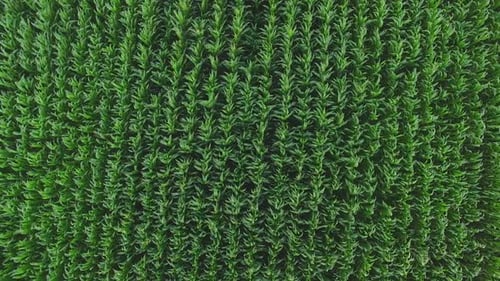 Top View of Green Field.