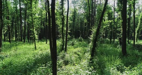 Vol entre les arbres dans la forêt
