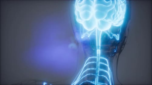 Futuristic Human Brain and Nervous System Digital Scan Animation