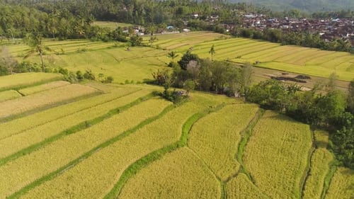 Rice Fields with Agricultural Land in Indonesia