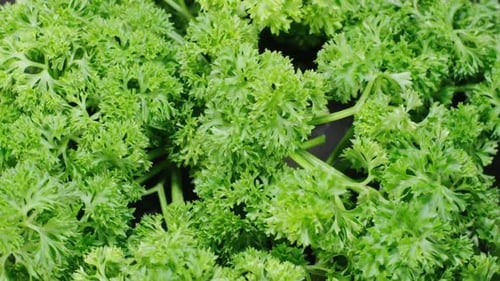 Parsley Rotating Background
