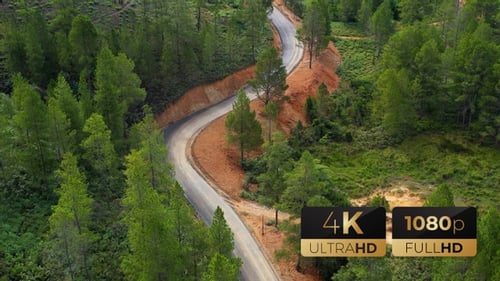 AH - Road in The Pine Forest 03
