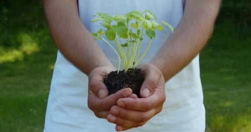 Person Holding Young Plant Outdoors in Hands