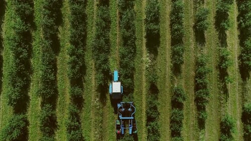 Harvester sammelt Beeren. Obstgarten. Luftbild