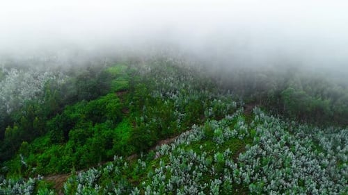 Misty Forest