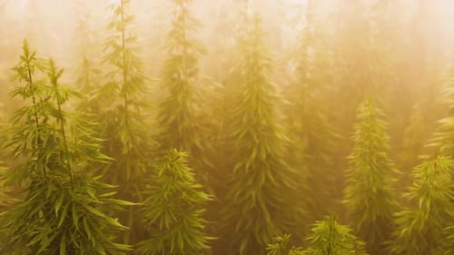Plantation of Cannabis in Deep Fog