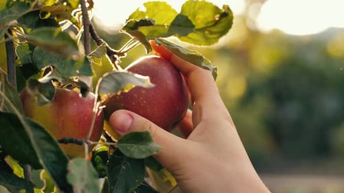 Woman Picking Red Apple at the Garden
