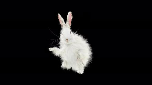 Fluffy White Rabbit Waving with Pink Ears
