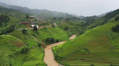 Aerial top view of fresh paddy rice terraces, green agricultural fields