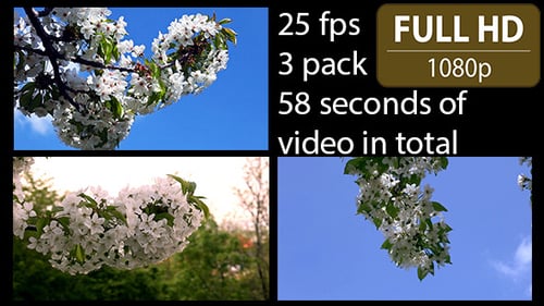 Cherry Tree Flower (3-Pack)