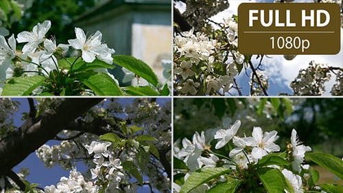 Beautiful Cherry Blossoms Blooming on a Sunny Day
