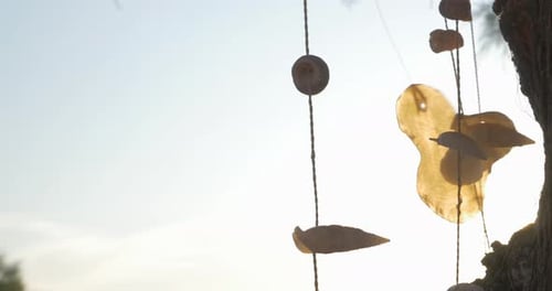 Seashell Wind Chimes Hanging From Tree at Sunset