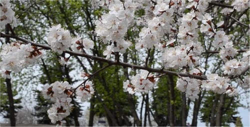 Printemps