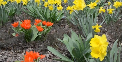 Tulips 4