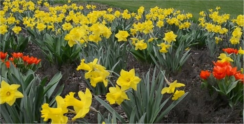 Tulips