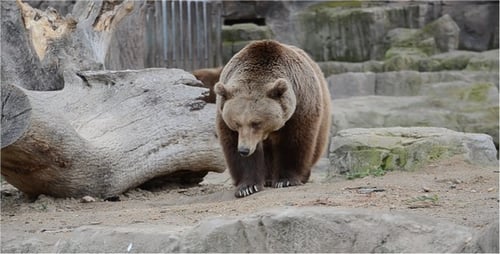 Brown Bear Walking Through Rocky Terrain