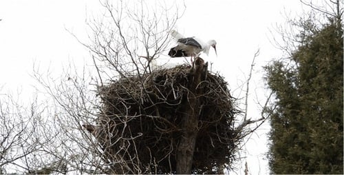 Storch 5