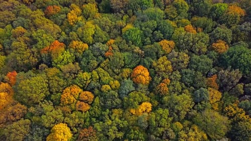 Top Down Autumn Wood. Nature Background. Aerial Top View of Autumn Forest with Colorful Trees