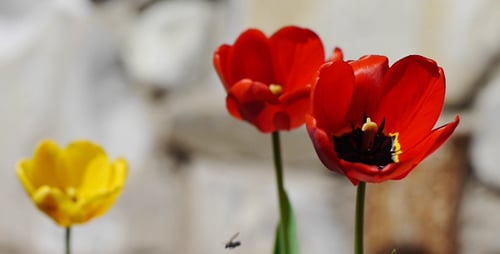 Close Up of Red and Yellow Tulips Blooming