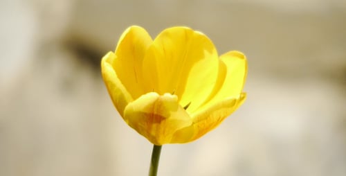 Bright Yellow Tulip Blooming in the Spring Sunlight