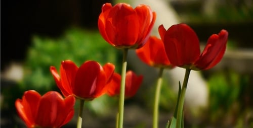 Close Up of Red Tulips Swaying in Breeze