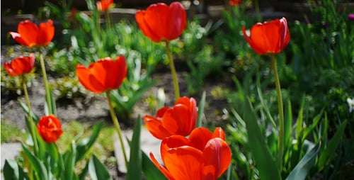 Bright Red Tulips Blooming in a Garden