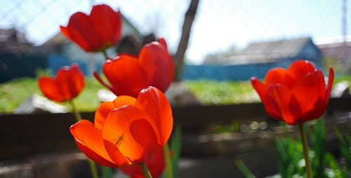 Vibrant Red Tulips Blooming in a Sunny Garden