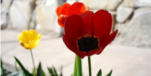 Close-up View of Colorful Tulips Blooming Outdoors