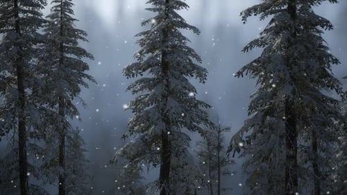 Misty Fog in Pine Forest on Mountain Slopes