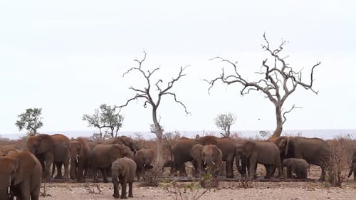 African bush elephant in Kruger National park, South Africa
