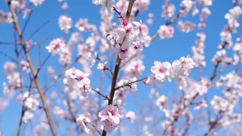 Die ersten Bäume, die blühen, blühende Kirschbäume im frühen Frühling in einem Stadtpark