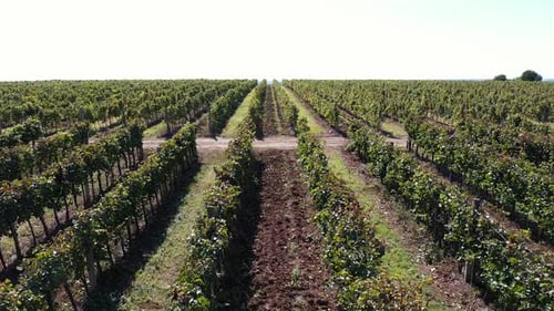 Aerial View of Lush Green Vineyard on Sunny Day