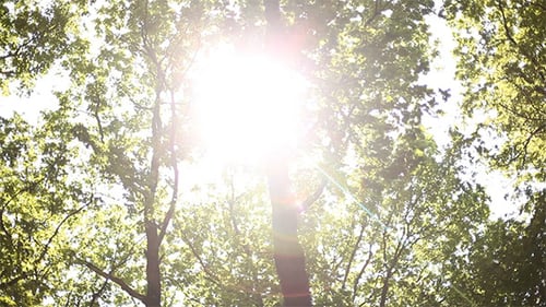 Crowns Of The Trees In The Wind