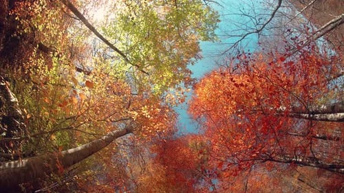 Autumn Trees (4K)