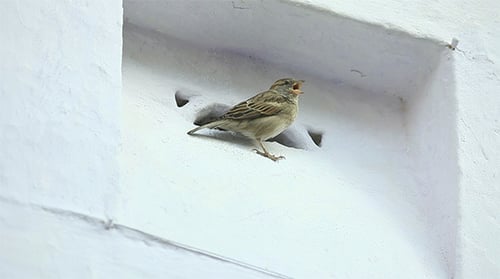 Sparrow