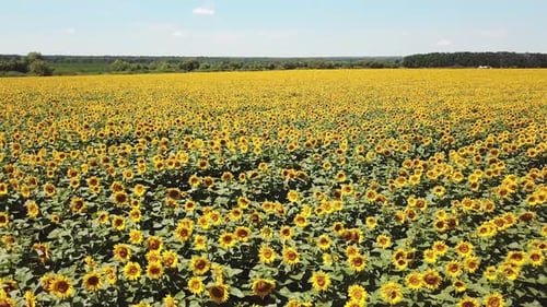 Scenic sunflower field. Aerial view.