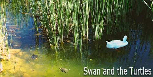 Der Schwan und die Schildkröten