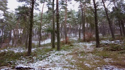 Winter Forest